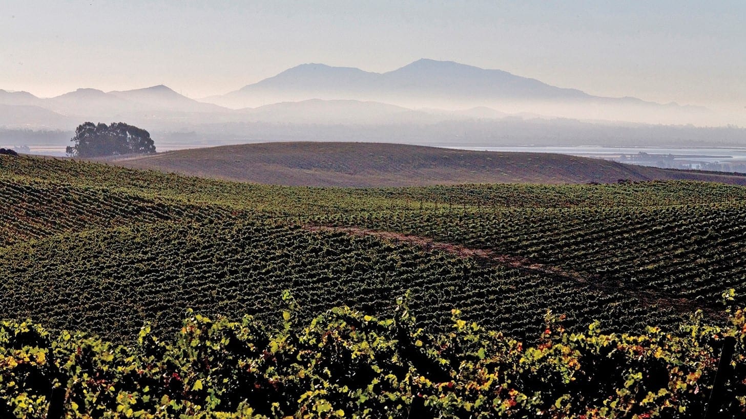 Sequoia Grove vineyard