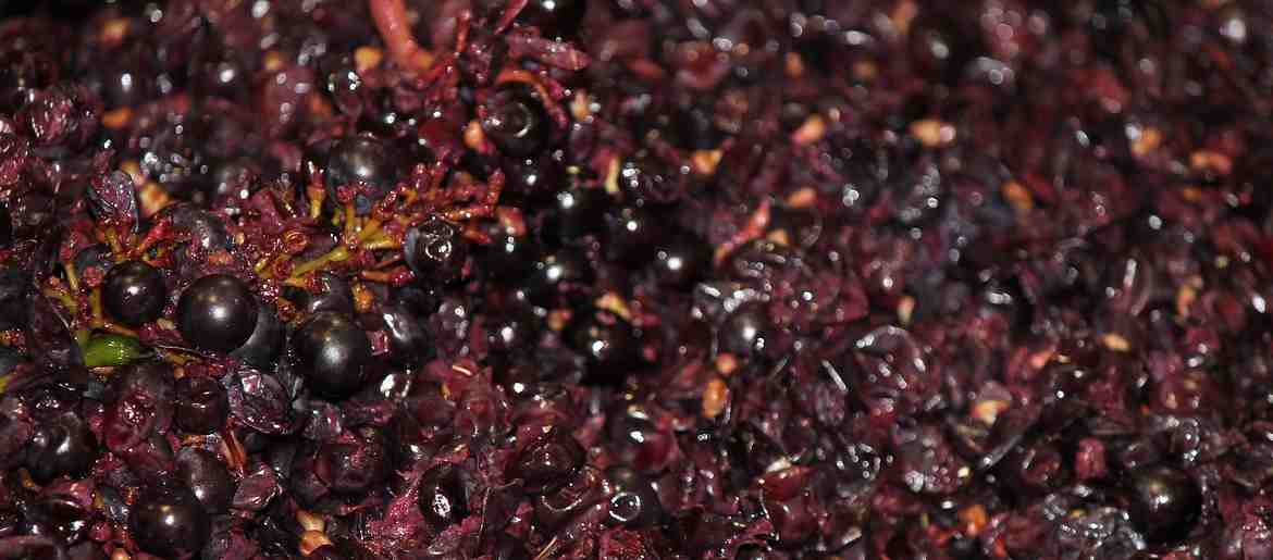 Pinot Noir Grape Maceration