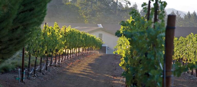 St. Francis vineyard and winery