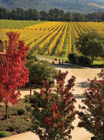 St. Francis vineyards