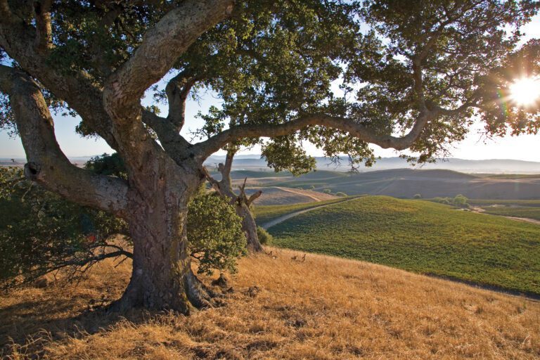 Sequoia Grove Vineyards