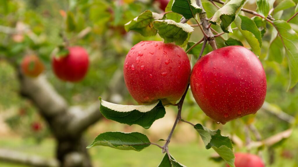 Best Fall Apple Dishes to Pair with Wine