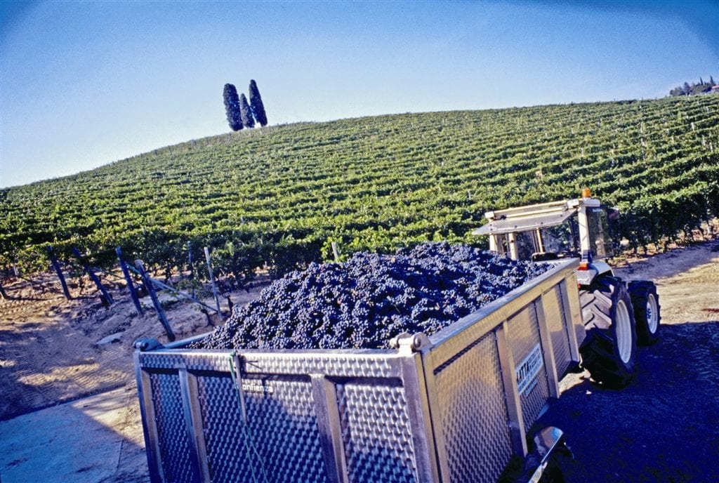 Michele Chiarlo - Grape Harvest