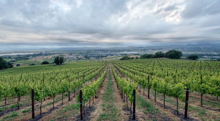 Suscol vineyard at Cakebread Cellars in Napa Valley, California