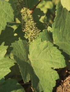 Grapes in spring - floraison