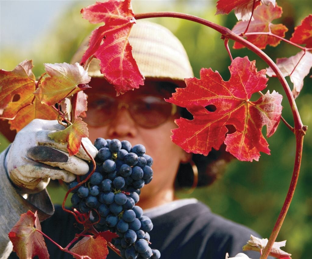 Grapes from La Morra, Piedmont, Italy - Michele Chiarlo