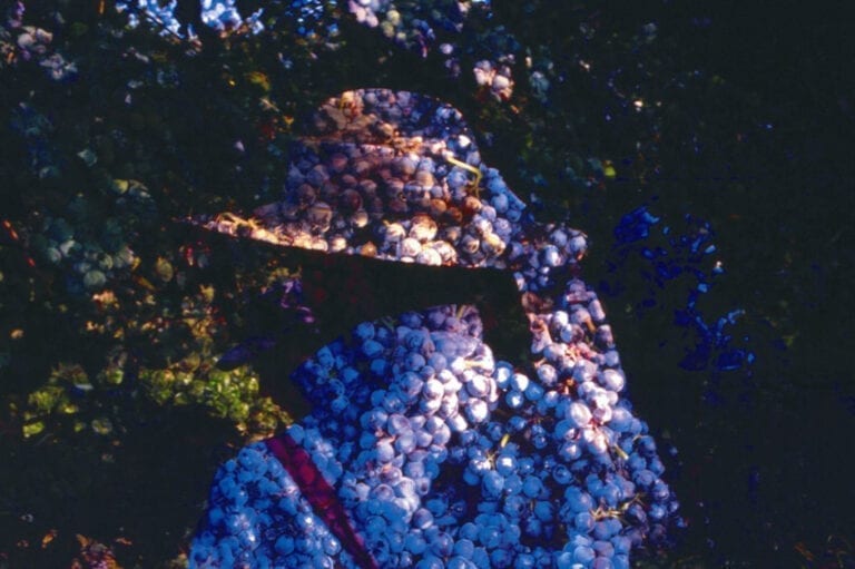 Red grapes from Michele Chiarlo winery, Piedmont, Italy