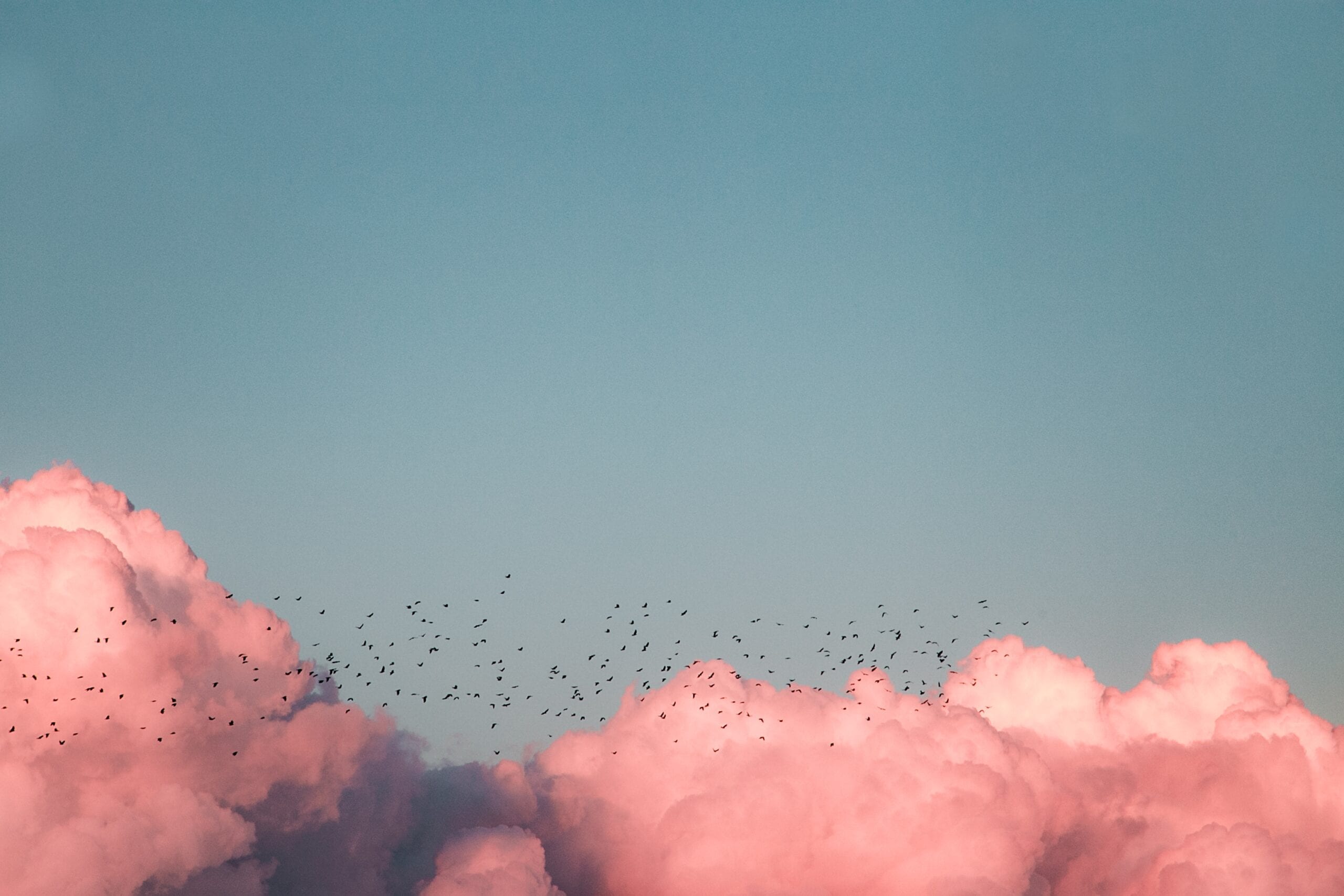 Peaceful pink clouds with birds