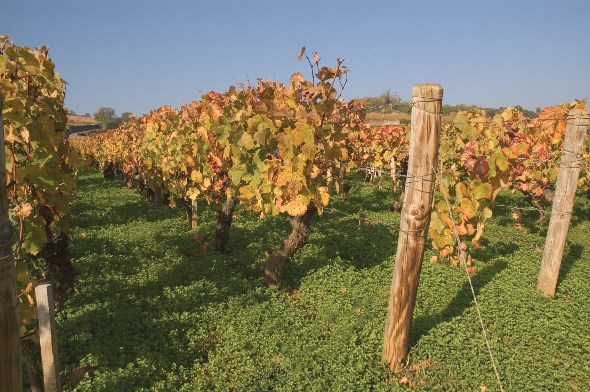 Vineyards of Les Rugiens, a Premier Cru vineyard within the Pommard appellation in the Côte de Beaune subregion of Burgundy in the Cote d'Or