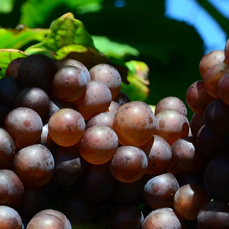 Pinot Gris grapes