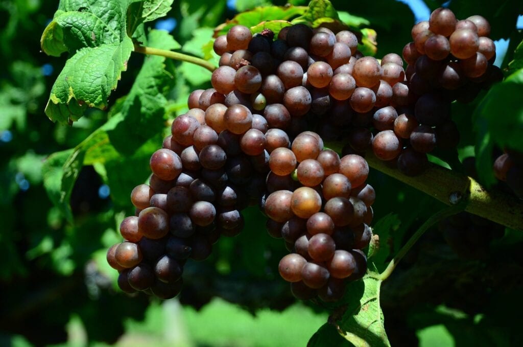 Pinot Gris grapes