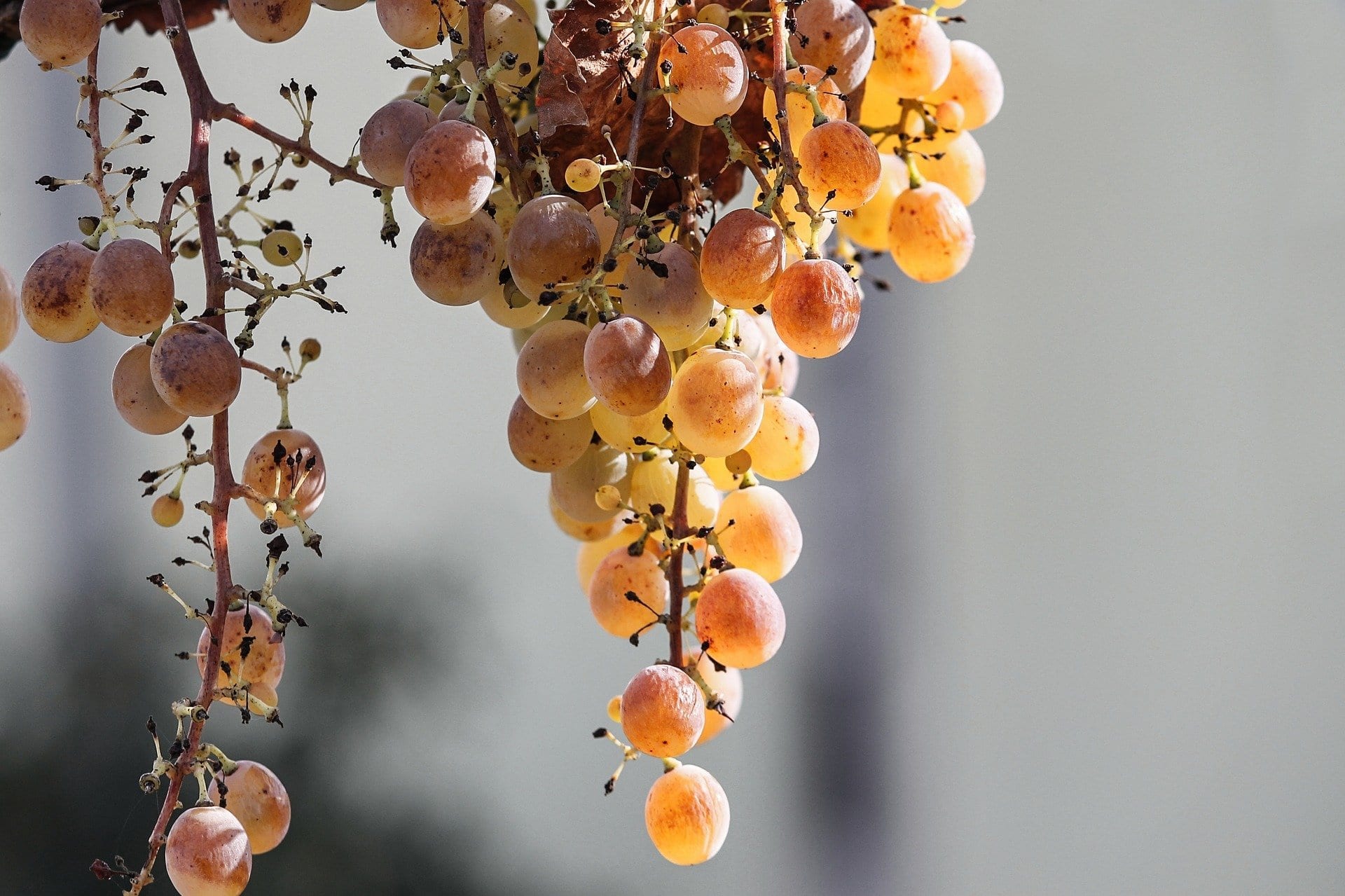 Golden Grapes