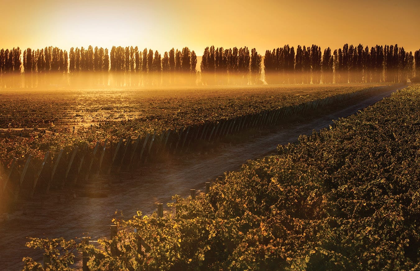 Mendoza, Argentina vineyards from Norton winery