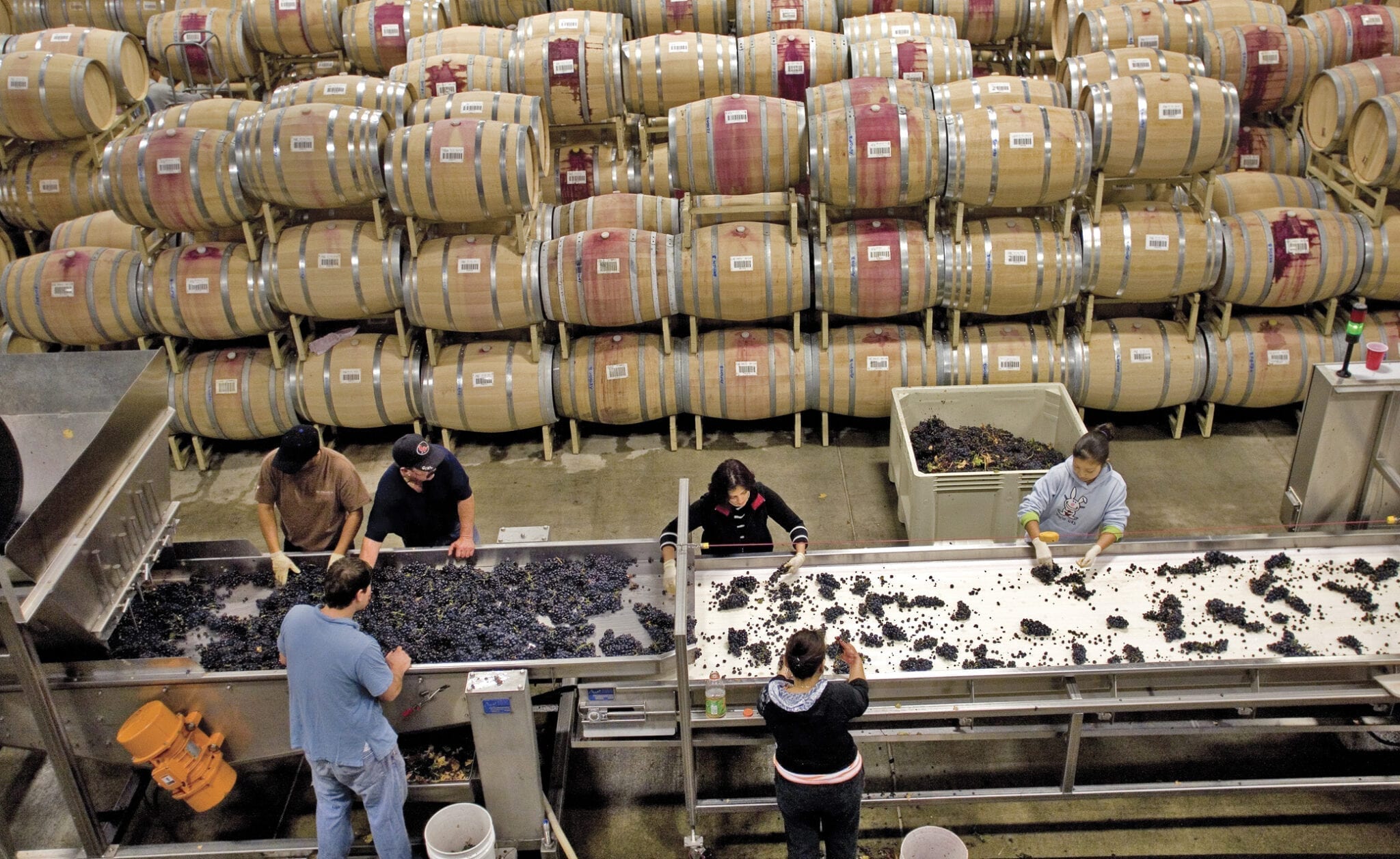 Sorting table, grapes, harvest, St. Francis