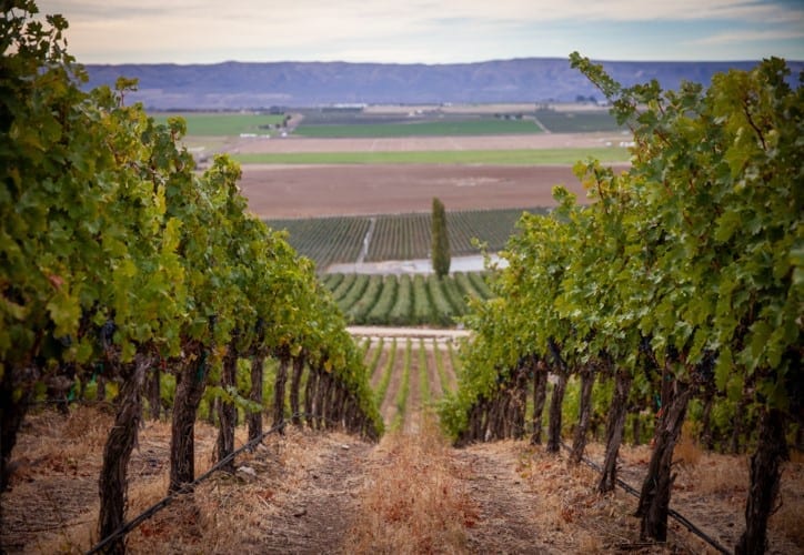 Stillwater Creek Vineyard in Royal Slope AVA, Mullan Road Cellars