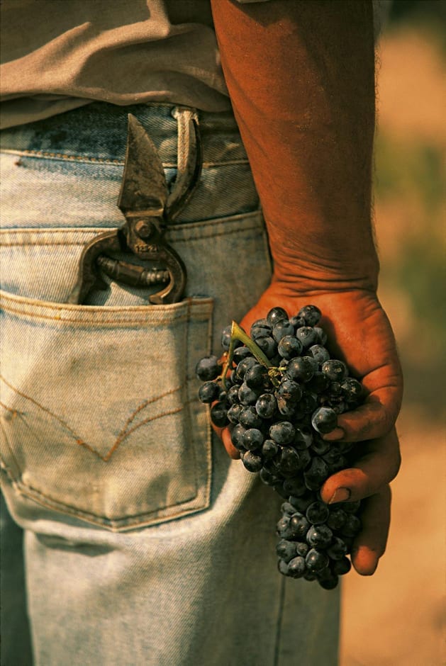 Grapes from Feudo Maccari in Sicily, Italy