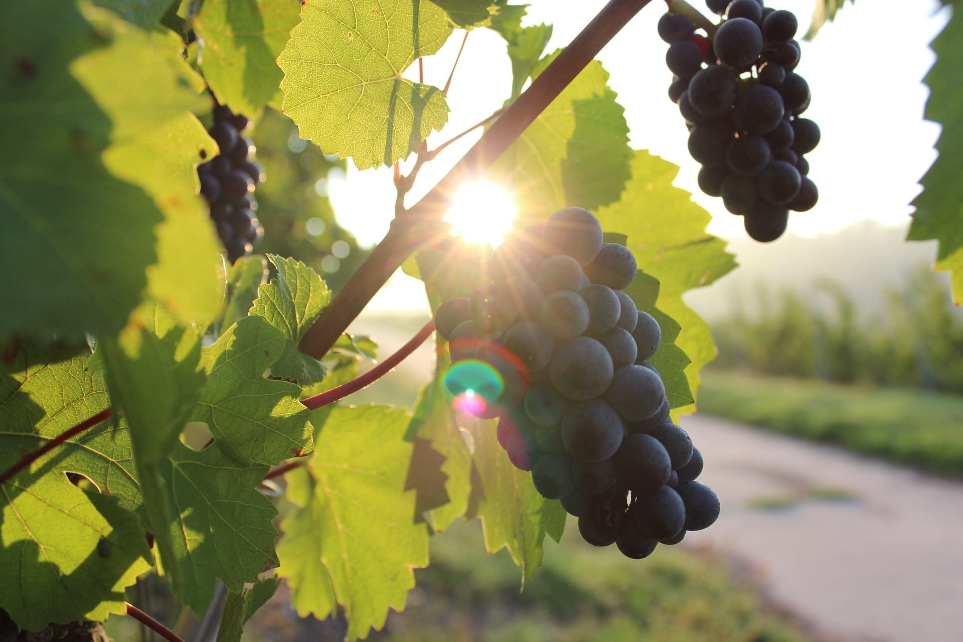 Grapes, vineyard, sunset