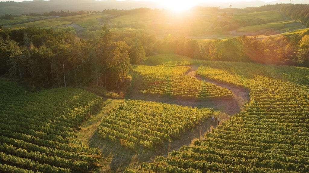 Resonance vineyard, Oregon