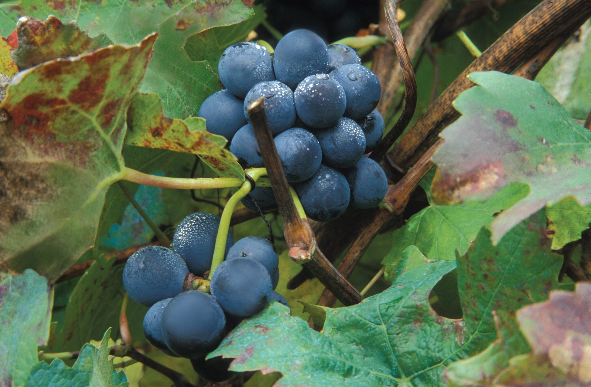 Barolo Grapes Michele Chiarlo