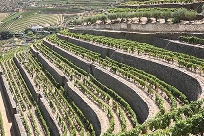 Terraced vineyards in Portugal - Taylor Fladgate