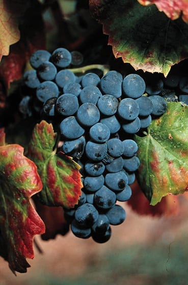 Touriga Francesca grape bunch, Portugal, Port wine