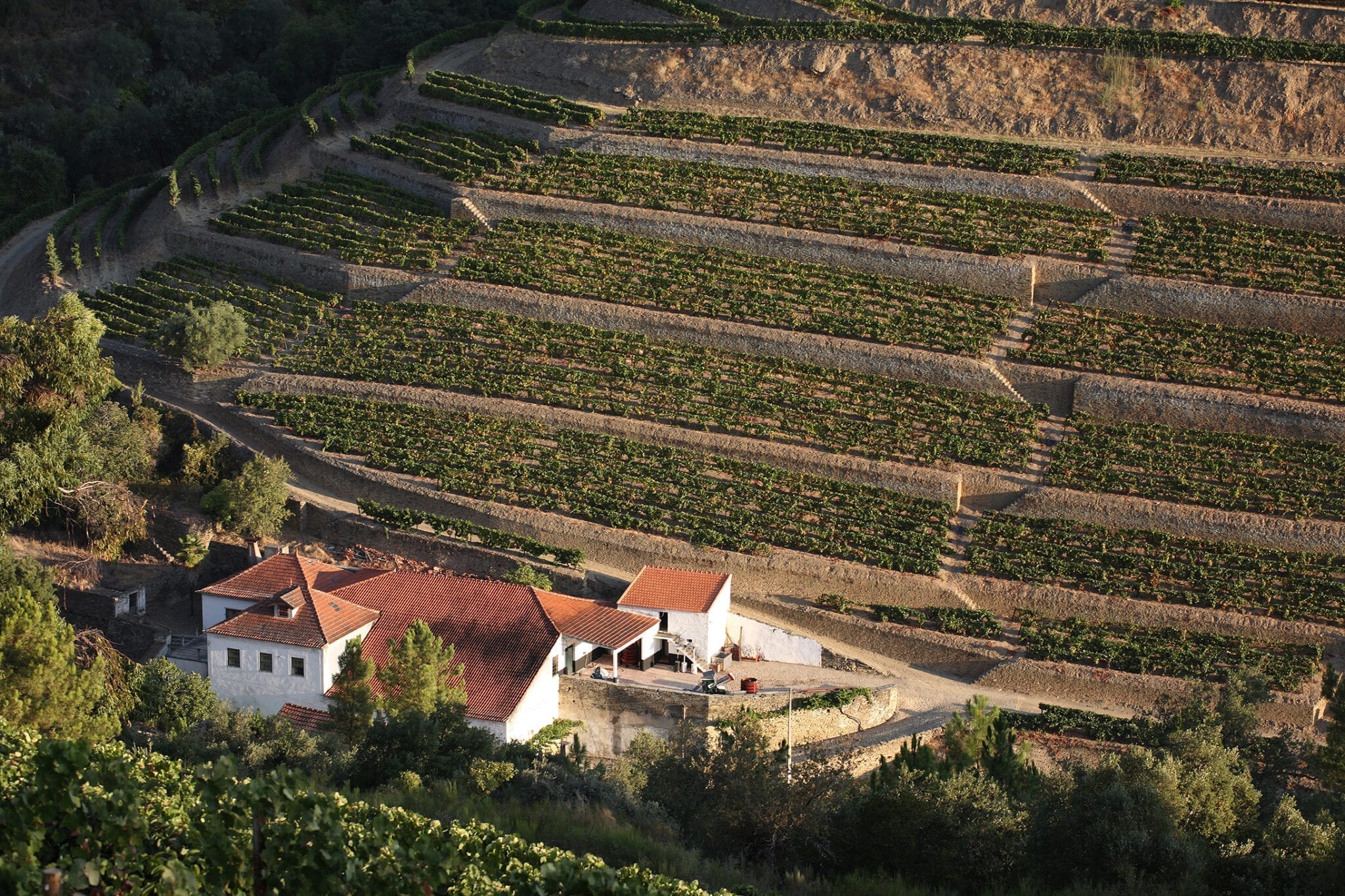 Taylor Fladgate vineyards in Portugal, Douro River Valley, Porto