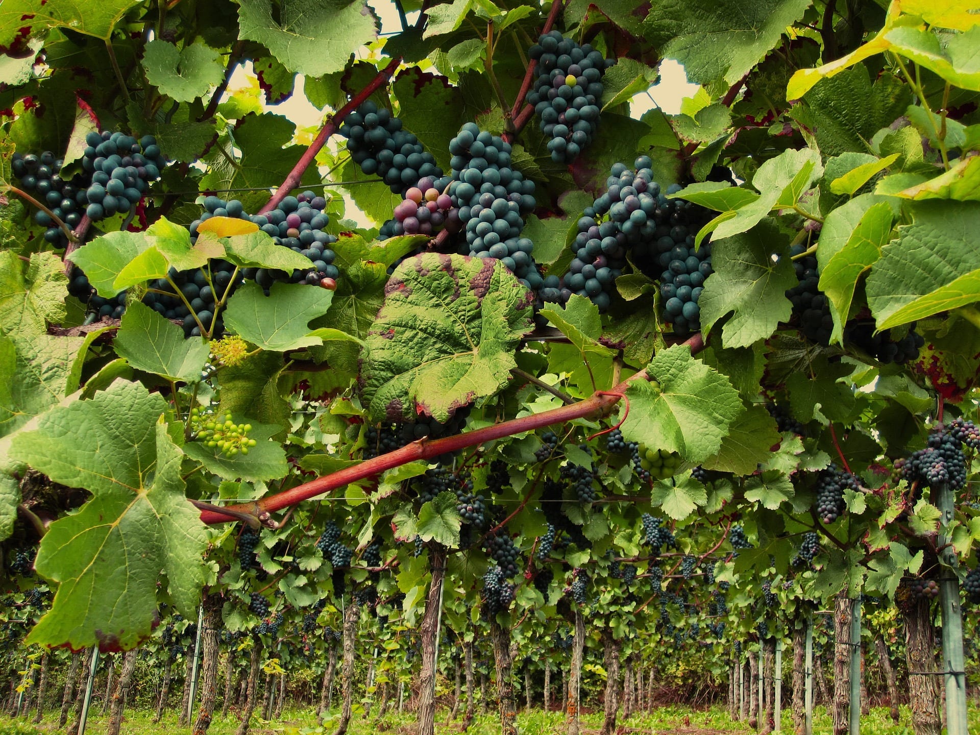 Grapes on the vine