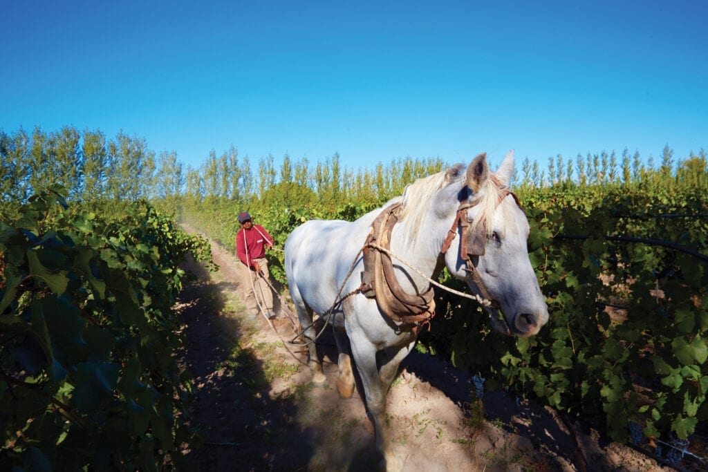 Horse in Bodega Chacra vineyard