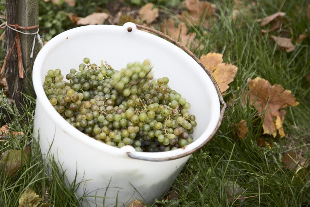 Grüner Veltliner Grapes