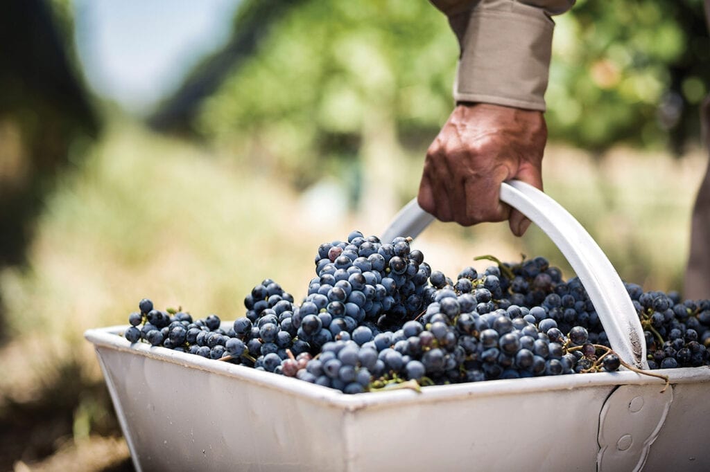 Bodega Norton, grapes, harvest