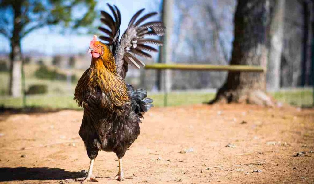 Black rooster standing on dirt