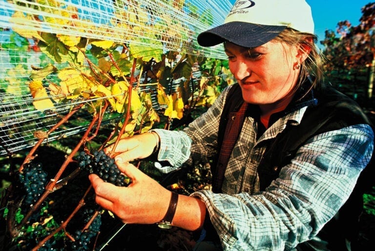 Craggy Range - grape harvest