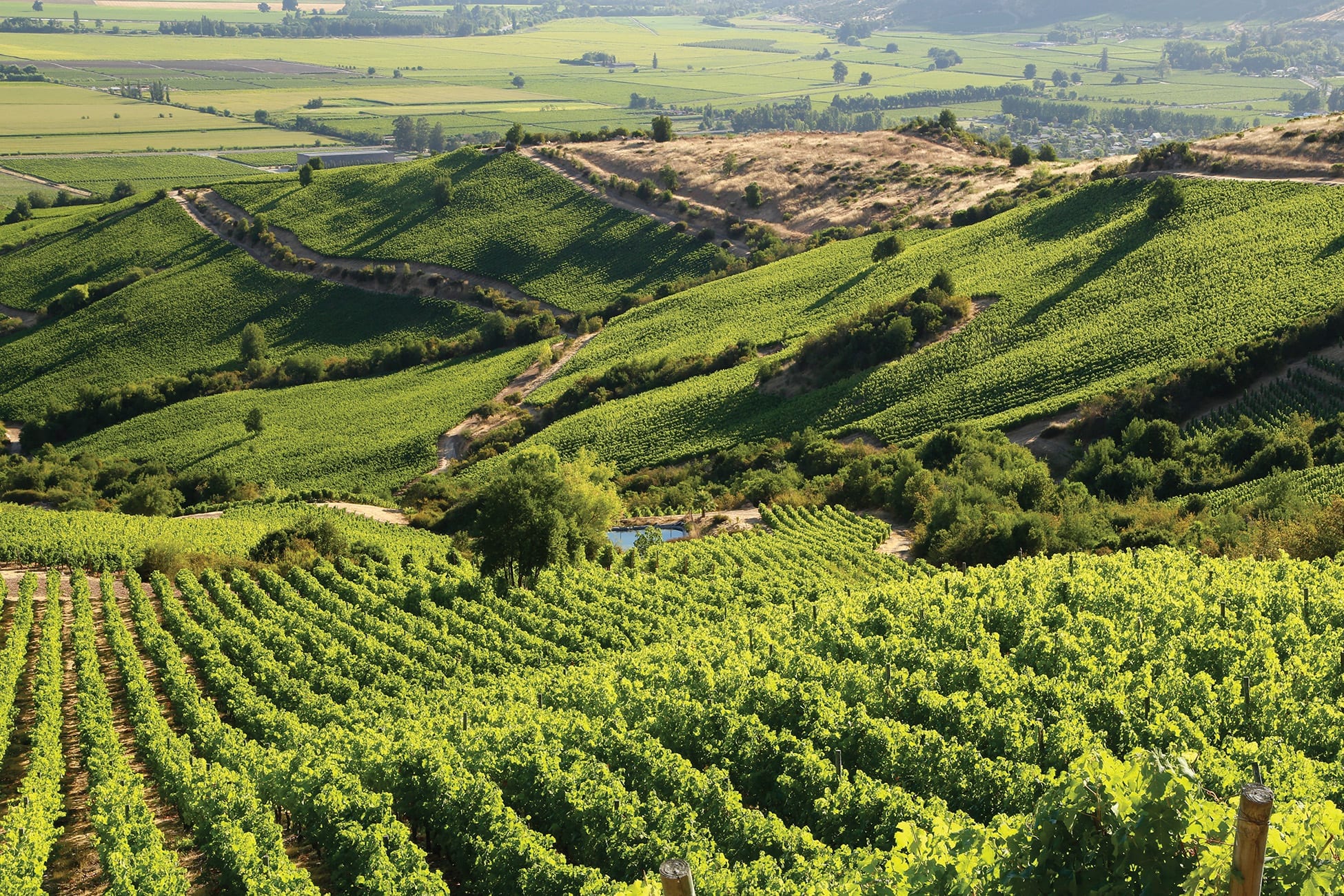 Vineyard Landscape