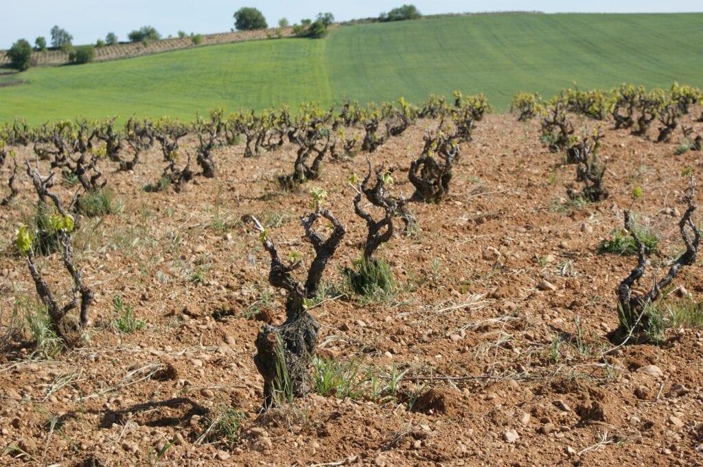 Soil Vineyard Dirt