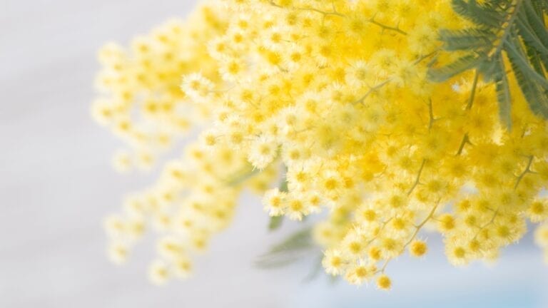 Mimosa Flowers