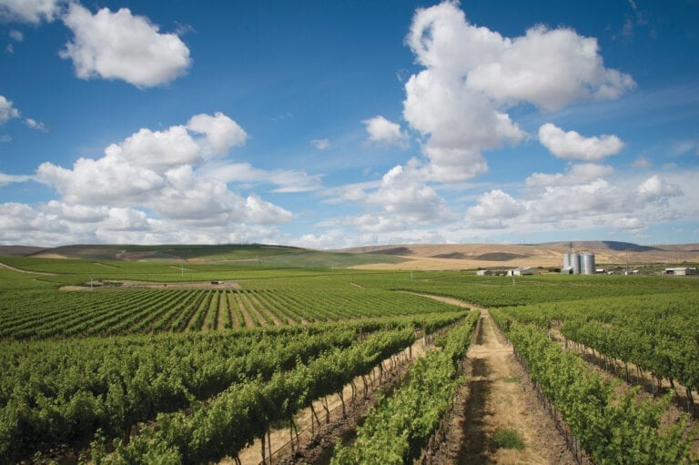 Seven Hills Vineyard, Walla Walla, Washington