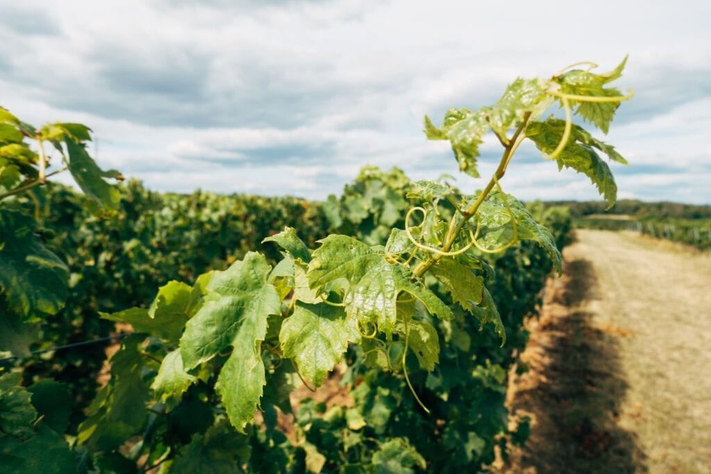 Vineyards