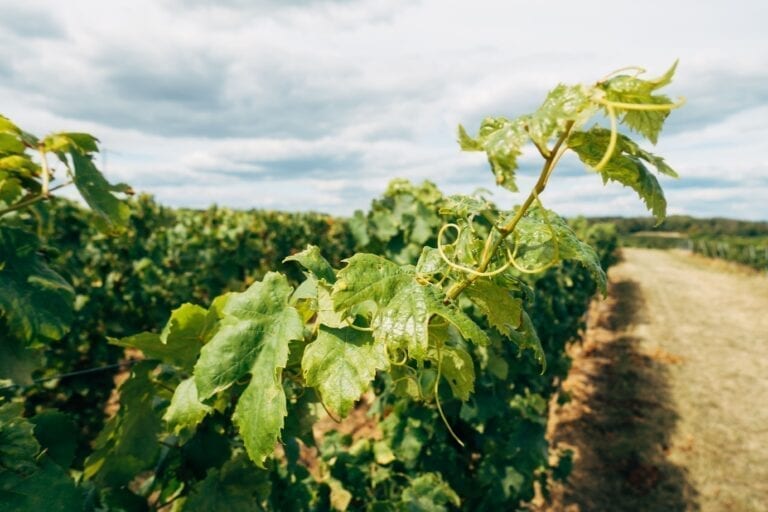 Vineyards