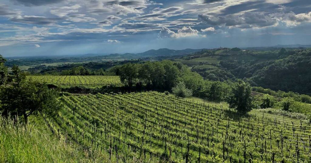 Collio vineyards