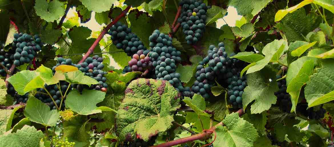 Pinot Noir Vines and Grapes