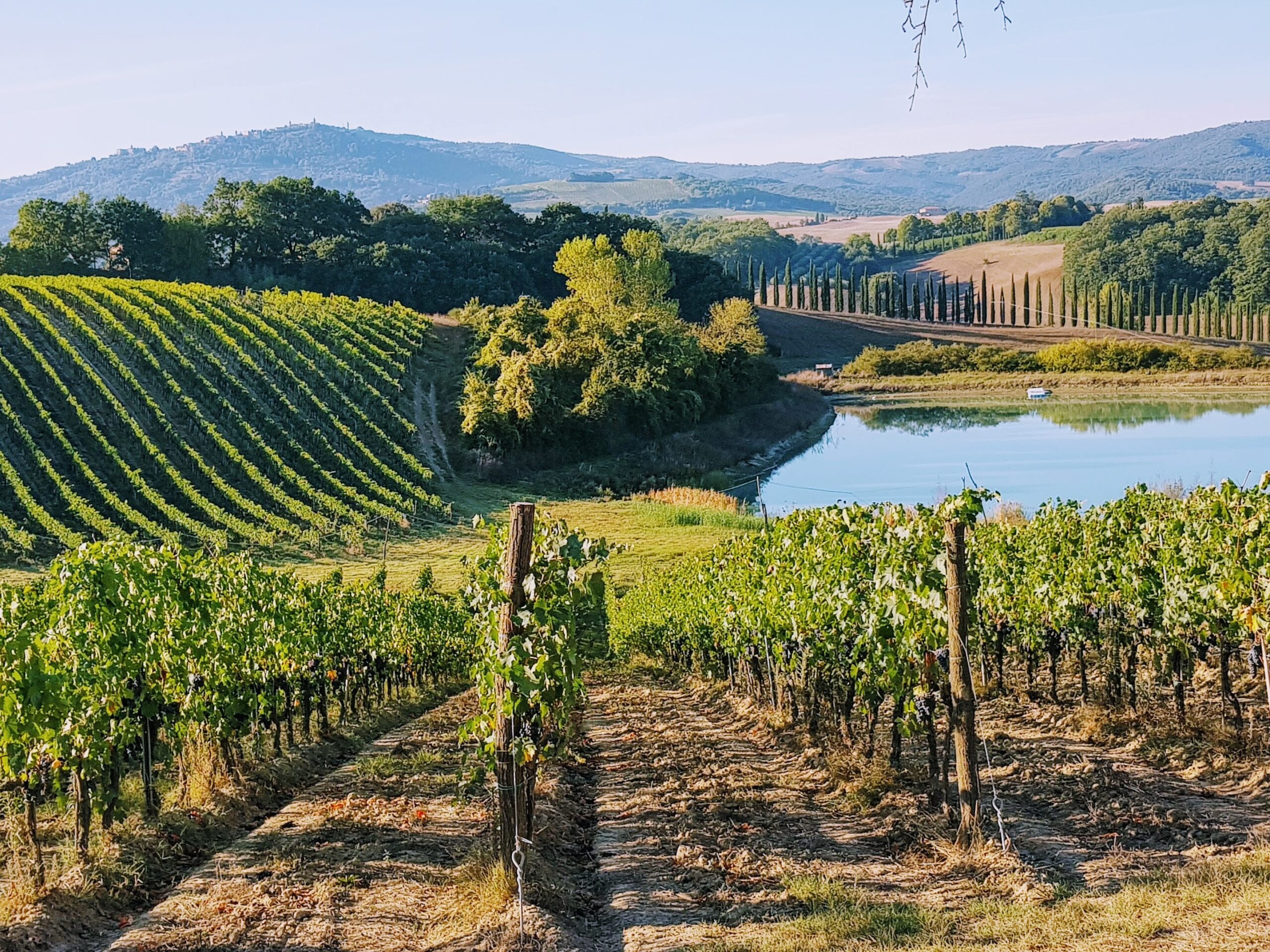 Tuscan vineyards