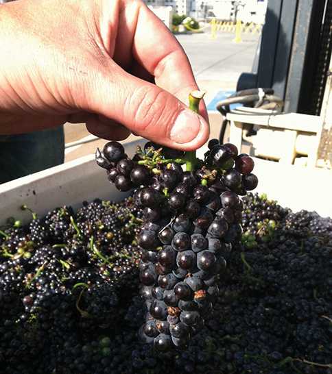 Grape clusters at Domaine Carneros