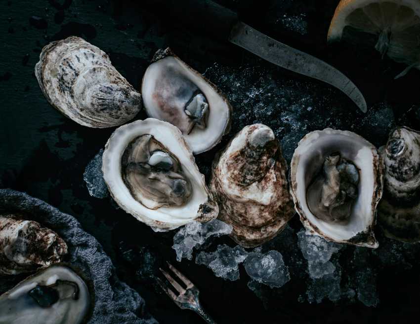 Oysters on ice