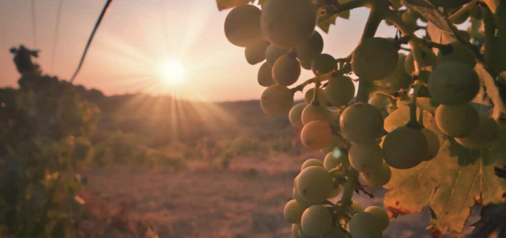 Sunset Provence vineyards and grapes