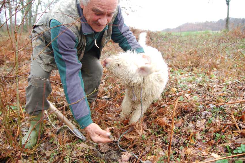 Man truffle hunting in Italy with his trained dog