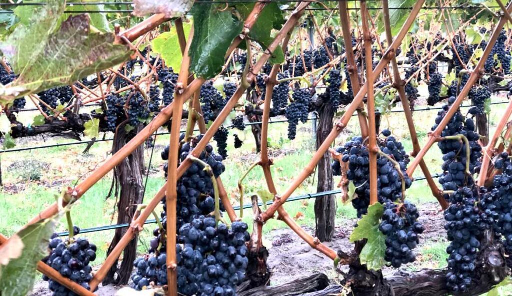 Cabernet Franc vines