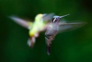 Hummingbirds