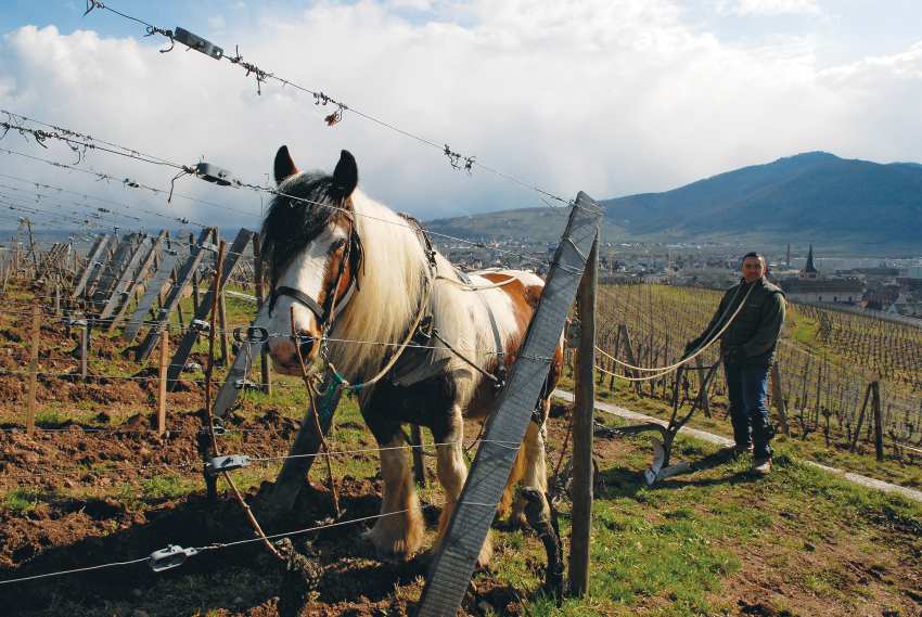 Fighting climate change with sustainable vineyard practices. Plowing with horses in Alsace at Domaine Zind-Humbrecht