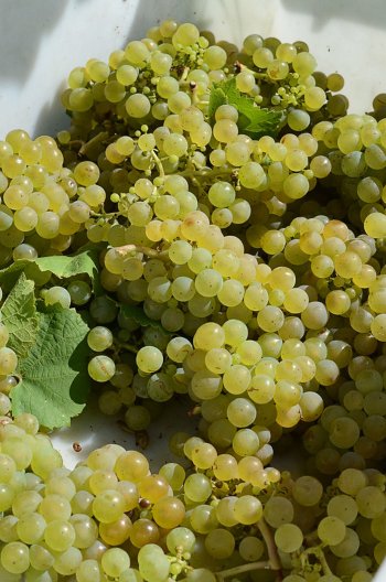 Riesling grapes