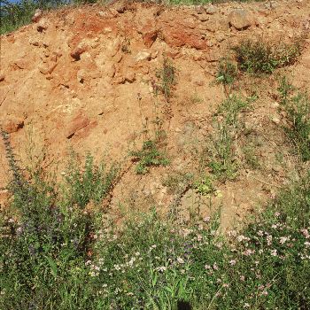 Soils at Rotenberg, Domaine Zind-Humbrecht, in Alsace, France